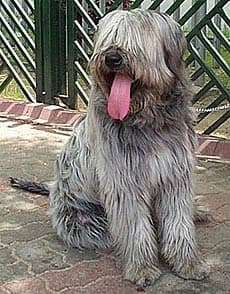 сапсари, породы собак, фото, фотография с http://dogsijang.co.kr