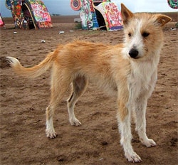 средний португальский поденгу, породы собак, фото фотография c http://www.dogsindepth.com/hound_dog_breeds/images/portuguese_podengo_h06.jpg