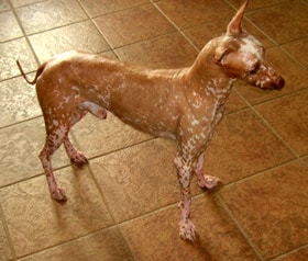 голая собака инков, перуанская голая собака, фото, фотография