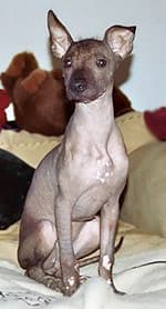 перуанская голая собака, фото, фотография