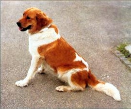 Чешская горская собака, породы собак, фото фотография c http://fildoo.szm.com/images/CZnoFCI%20258%20CZ%20hor%20pes.jpg