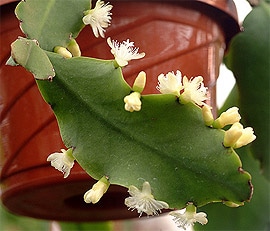 кактус Рипсалис курчавый (Rhipsalis crispata), фото, фотография с http://farm3.static.flickr.com/