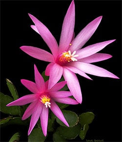 Рипсалидопсис фото и сорта расцветки с названиями и описанием