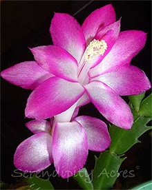    (Schlumbergera truncata), ,   http://serendipityacres.com/