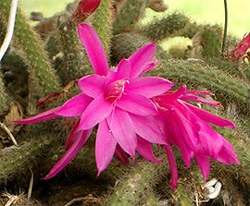    (Aporocactus flagelliforims), ,   http://oz.tranzfusion.net/
