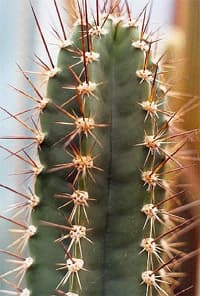 кактус Neoraimondia arequipensis, фото, фотография с http://columnar-cacti.org/