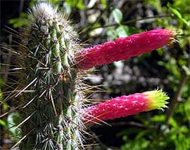 кактус клейстокактус изумрудноцветковый (Cleistocactus smaragdiflorus), фото, фотография с http://cactusclub.kakt.info/