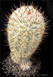    (Oreocereus trollii), ,   http://botanica.uk.net/