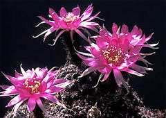 кактус Лобивия Тигеля (Lobivia tiegeliana), фото, фотография с http://kaktus-kakteen-sukkulenten.de/
