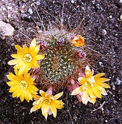    (Mediolobivia aureiflora), ,   http://cactuskwekerij.eu/