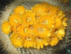    (Parodia chrysaeanthion), ,   http://koehres-kaktus.de/