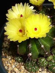   (Notocactus ottonis), ,   http://stansfields.org/