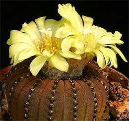 кактус фрайлея каштановая (Frailea castanea), фото, фотография с http://cactus-art.biz/