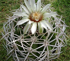    (Gymnocalycium hybopleurum), ,   http://cactus0022.hp.infoseek.co.jp/