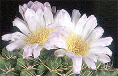    (Gymnocalycium multiflorum), ,   http://cactus-succulents.com/