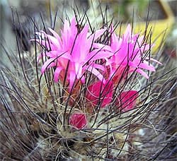 Неочиления (Neocillenia): описание цветка, фото, особенности выращивания