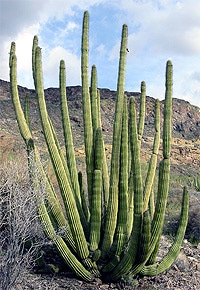    (Marshallocereus thurberi), ,   http://cactiguide.com/