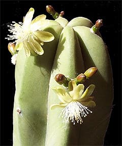    (Myrtillocactus geometrizans), ,   http://tucson-gardener.com/
