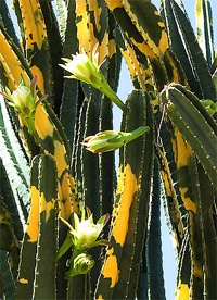 кактус Цереус джамакару (Cereus jamacaru), фото, фотография с http://farm1.static.flickr.com/