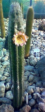    (Pilosocereus palmeri), ,   http://www.kaktuszgyujtok.hu/