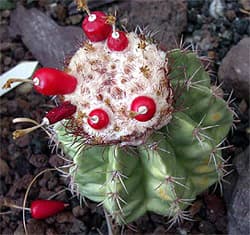 кактус Мелокактус голубовато-серый (Melocactus caesius), фото, фотография с http://cactus-succulents.com/