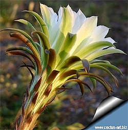 ,    (Harrisia jusbertii), ,   http://cactus-art.biz/