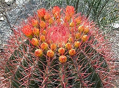кактус Ферокактус Штайнса (Ferocactus stainesii var. pilosus), фото, фотография с http://koehres-kaktus.de/