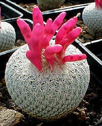    (Epithelantha micromeris), ,   http://cactus-art.biz/