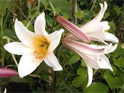 лилия регале, лилия царственная (Lilium regale), фото, фотография с http://www.n0x.gmxhome.de/