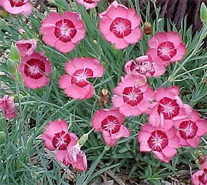  ao,   (Dianthus caryophyllus), ,   http://www.mobot.org/
