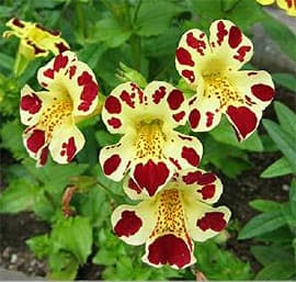 ,  (Mimulus), ,   http://www.humeseeds.com/