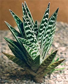 алоэ пестрое, пёстрое алоэ (Aloe variegata), фото, фотография с http://www.lapshin.org/, растения цветы