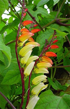 квамоклит лопастный (Quamoclit lobata), фото фотография с flower.onego.ru, растения цветы