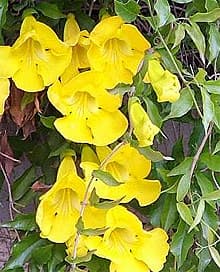 бигнония кошачий коготь (Bignonia unguiscati), фото фотография с http://www.anthorama.gr/, растения цветы