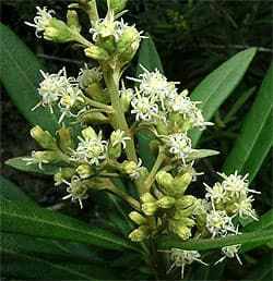 брахилена олеандролистная (Brachylaena neriifolia), фото, фотография с http://www.biodiversityexplorer.org/, растения цветы