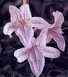 азистазия прекрасная (Asystasia bella), фото фотография с http://image.gardening.eu/, растения цветы