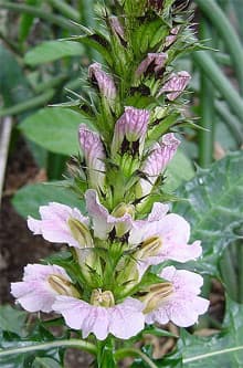 акант горный (Acanthus montanus), фото фотография с http://www.mytho-fleurs.com/, растения цветы