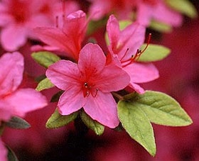 азалия (Azalea), фото фотография с http://www.tonyhowell.co.uk, цветы растения