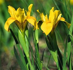 ирис низкий, касатик низкий (Iris humilis), фото, фотография с http://www.koroser.hu/, цветы растения