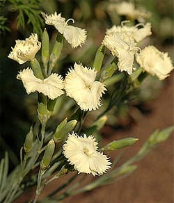   (Dianthus caryophyllus var. grenadin), ,   http://www.trawy.com/,  