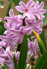 гиацинт восточный (Hyacinthus orientalis), фото фотография с http://pics.davesgarden.com/, цветы растения
