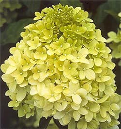   (Hydrangea paniculata), ,   http://www.variegatedfoliage.com/,  