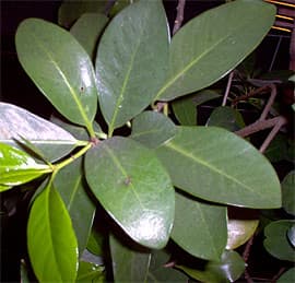   (Corynocarpus laevigata), ,   http://green-24.de/