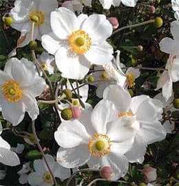  ,   (Anemone japonica),    http://www.pflanzen-vielfalt.de/