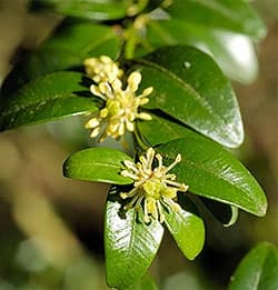 cамшит вечнозеленый (Buxus sempervirens), фото, фотография c www.floralimages.co.uk