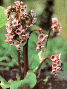  ,  (Bergenia crassifolia), , 