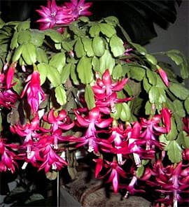 зигокактус усеченный, декабрист (Zygocactus truncatus), фото, фотография с picasaweb.google.com, растения цветы