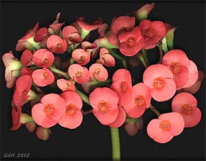 молочай блестящий (Euphorbia splendens), фото, фотография с flores.by.ru