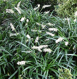   (Ophiopogon jaburan), ,   www.gardendebut.com