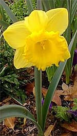 нарцисс гибридный (Narcissus hybridus), фото, фотография с www.desert-tropicals.com